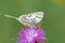 Butterfly marbled white resting on thistle