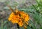 BUTTERFLY ON THE MARIGOLD