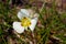 Butterfly Mariposa Lily, Calochortus Leichtlinii, Yosemite Meadow