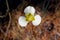 Butterfly Mariposa Lily, Calochortus venustus, Yosemite Meadow