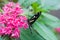 Butterfly in Mariposario The Butterfly House in Mindo