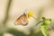 Butterfly at Mariposario Jardin Magico