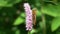 Butterfly marsh fritillary Euphydryas aurinia is on the European bistort Bistorta officinalis flower