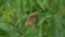 Butterfly marsh fritillary /Euphydryas aurinia/ is on a green leaf