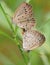 Butterfly mating in nature. Two butterfly love each other images