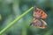 Butterfly matting