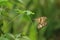 Butterfly Matting in Plant