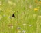 A butterfly in a meadow