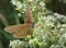 Butterfly Meadow Brown on the flower