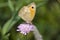 Butterfly Meadow Brown (Maniola jurtina)