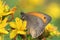 Butterfly - Meadow brown (Maniola jurtina) on flower of St John\'