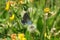 Butterfly in the meadow on flowers background, closeup