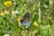 Butterfly in the meadow on flowers background, closeup