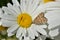 The butterfly of the meadow moth Loxostege sticticalis on a daisy in summer