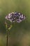 a butterfly Melanargia galathea awaits dawn spreading its wings