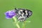 A butterfly Melanargia galathea on a field flower awaits dawn spreading its wings