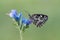 A butterfly Melanargia galathea on a field flower awaits dawn spreading its wings