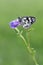 A butterfly Melanargia galathea on a field flower awaits dawn spreading its wings