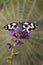 A butterfly Melanargia galathea on a  flower awaits dawn spreading its wings, on the background of the cobweb.