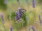 The butterfly Melanargia galathea on a lavender flower