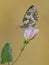 A butterfly Melanargia galathea on a pink field flower