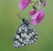 A butterfly Melanargia galathea on a pink field flower