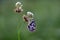 A butterfly Melanargia galathea on a pink field flower clover