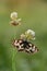 A butterfly Melanargia galathea on a pink field flower clover