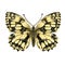Butterfly Melanargia galathea vector
