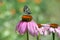 butterfly Melanargy Galatea on echinacea flowers on a summer day in the garden