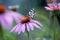 Butterfly Melanargy Galatea  on echinacea flowers on a summer day in the garden