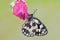 Butterfly Melanargy Galatea sits on a pink field flower