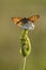 butterfly Melita on the blade awaits dawn early in the morning  stretched wings