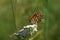 Butterfly Melitaea aurelia on the flower Achillea millefolium