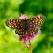 The butterfly Melitaea diamina (Melitaea diamina)