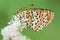 Butterfly Melitaea Didyma