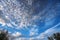 butterfly migration across the sky, with clouds and blue skies as a dramatic backdrop