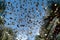 butterfly migration in motion, with dozens of butterflies fluttering and swirling