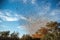 butterfly migration, with thousands of butterflies crossing the sunlit sky