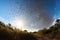 butterfly migration, with thousands of butterflies crossing the sunlit sky