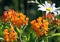 Butterfly Milkweed