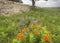 Butterfly milkweed plant, old limestone wall