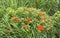 Butterfly milkweed plant with orange blossoms