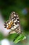 Butterfly on Mimosa Pudica