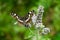 Butterfly on a mint flower