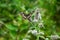 Butterfly on a mint flower