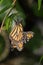 Butterfly - Monarch - Nymphalidae - Danainae - Mating