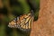 Butterfly - Monarch - Nymphalidae - Danainae - Mating