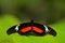 Butterfly Montane Longwing, Heliconius clysonymus, in nature habitat. Nice insect from Costa Rica in the green forest. Butterfly s