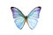 Butterfly - Morpho Adonis